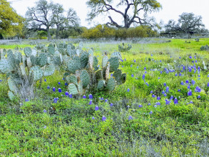 Texas Hill Country, Spring During Covid, 2020